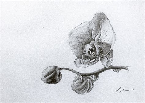 Realistic Pencil Orchid Drawing