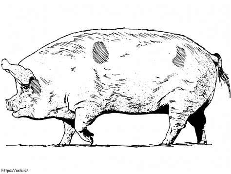 Realistic Pig Coloring Pages