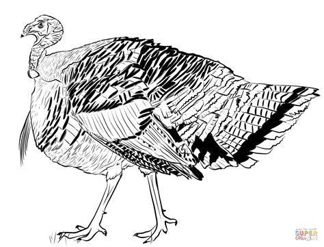 Realistic Wild Turkey Coloring Pages Turkey Drawing