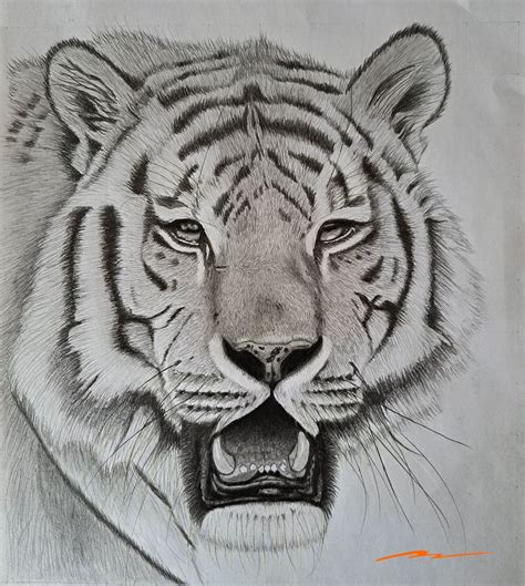Realistic and Detailed Tiger Designs