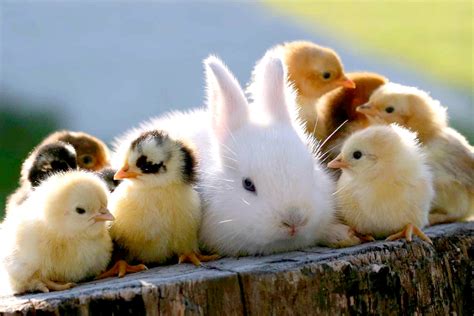 Really Cute Baby Animals Pictures