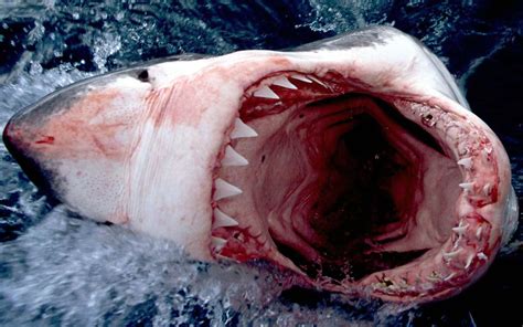 Really Scary Pictures Of Sharks