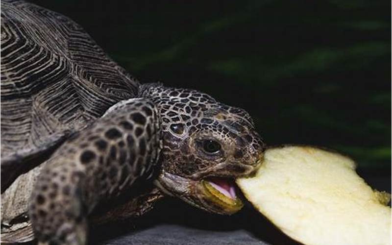 Reasons For Turtle Biting