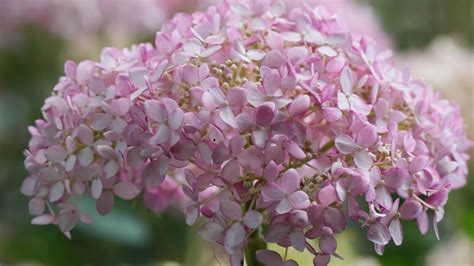 Reblooming Varieties