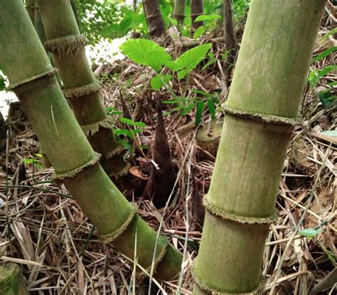 Rebung Bambu