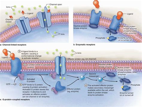 Proteins Cell Membrane