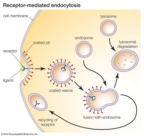 Mediated Endocytosis