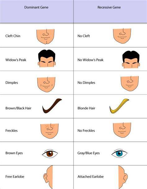 Recessive And Dominant Traits Chart