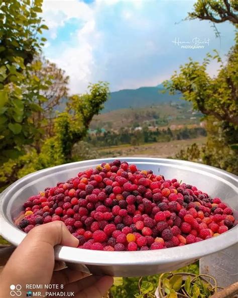 Recipes for Refreshing Indigenous Beverages