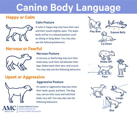 Recognizing Healthy Dog Friendship Signals