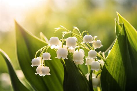 Recognizing Lily of the Valley