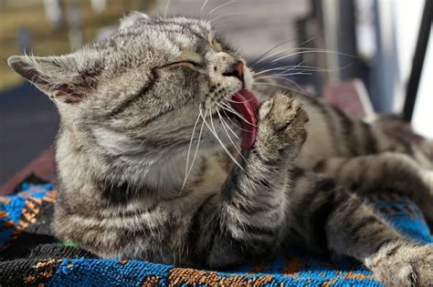 Recognizing Nausea-Related Licking