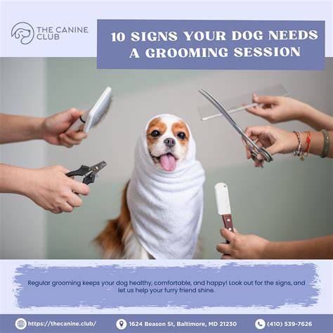 Recognizing Signs Your Dog Needs Immediate Grooming
