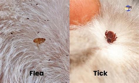 Recognizing the Invaders (Ticks vs. Fleas)