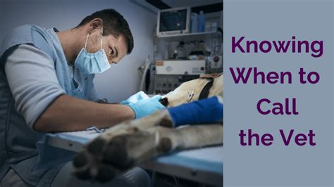 Recognizing the Signs and When to See the Vet