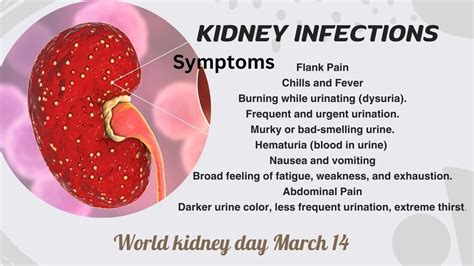 Recognizing the Signs of a Kidney Infection