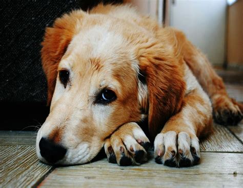 Recognizing the Signs of a Traumatized Dog