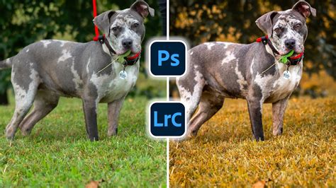 Recommended Editing Software for Quick Christmas Photo Dog Edits