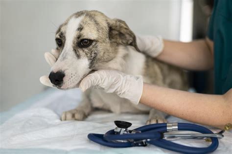 Recovery and Post-Operative Care: Making Your Dog Comfortable