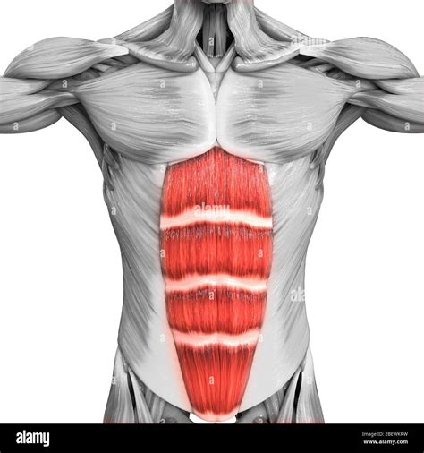 Rectus Abdominis