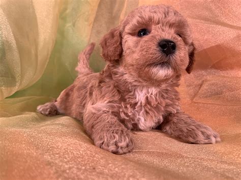 Red Bichon Poodle Puppies: The Adorable And Unique Canine Companion