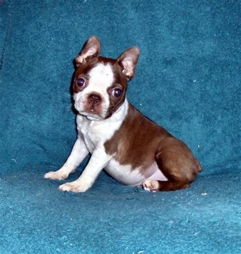 Red Chocolate Boston Terrier: A Unique And Adorable Breed