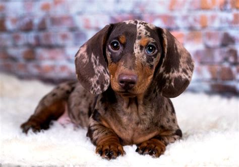 Red Dapple Dachshund Puppies: A Unique And Adorable Breed