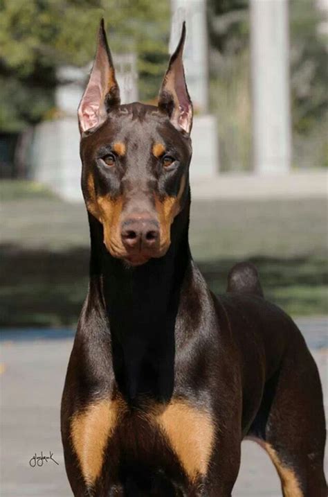 Red Doberman With Blue Eyes: A Unique And Beautiful Breed