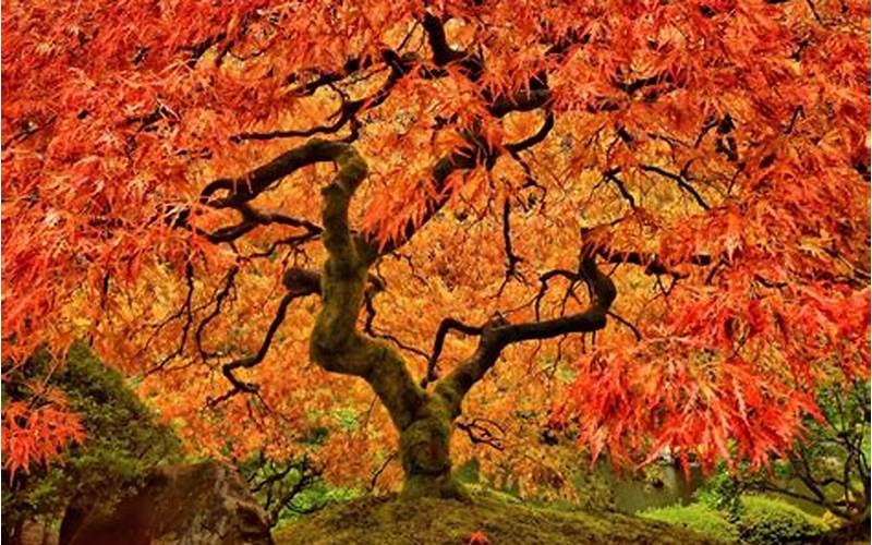 red maple japanese tree