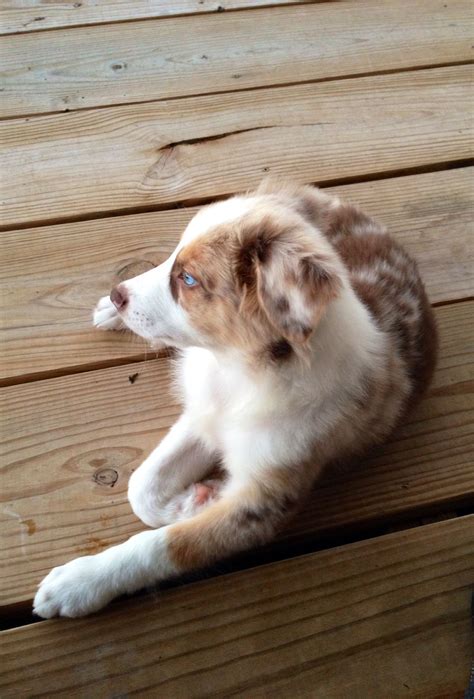 Instagram coronatheaussie Red Merle Australian Shepherd Really cute