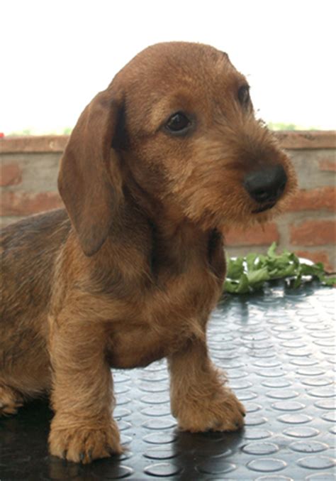Red Wire Haired Dachshund Puppies: The Cutest Addition To Your Family
In 2023