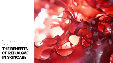 Unlocking the Secrets of Radiant Skin with Red Algae: Discover the Power of Nature's Beauty Elixir!