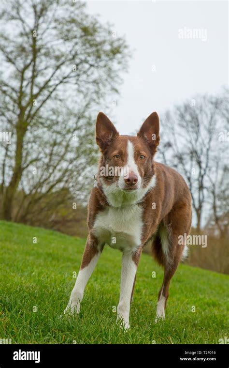 Beautiful Red and white border collies puppies in Abergele, Conwy