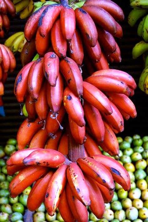 Red Bananas