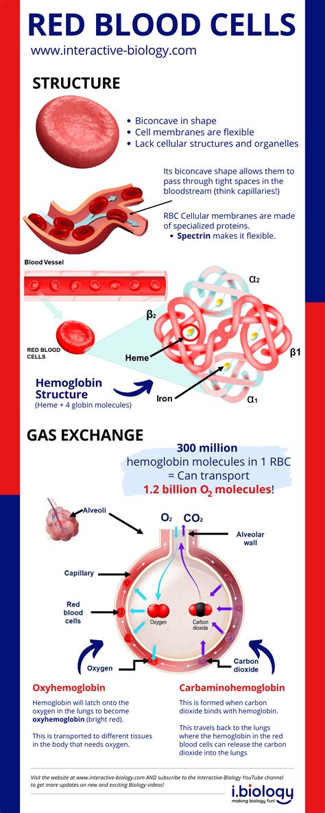 Red Blood Cells: Function & Healthy Levels