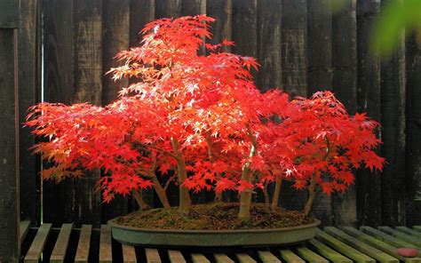 Red Bonsai Tree Wallpaper