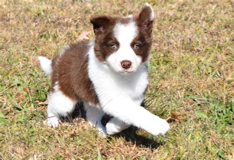 Acolorfulredmerlefemalebordercolliepuppyforsale.1080x675