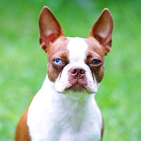 Beautiful multicolored eyes on this Red Boston Terrier puppy, Sinatra
