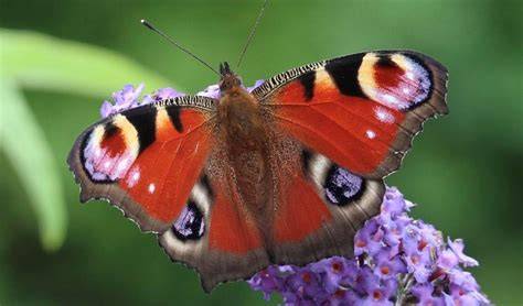 Red Butterfly Symbol