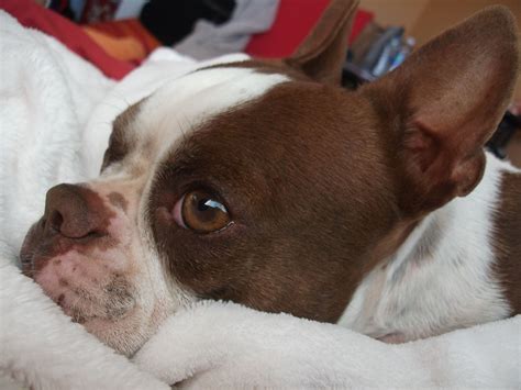 red chocolate Boston Terrier Welpen in Verl Tiere Kleinanzeigen