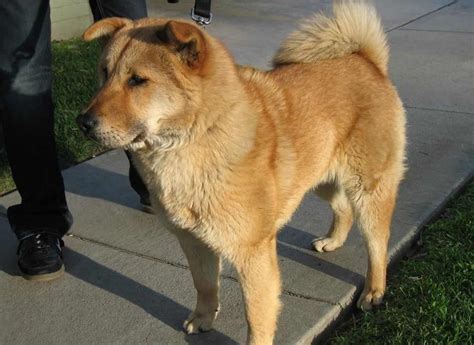 Oyster Radio Franklin County Humane Society Pet of the Week