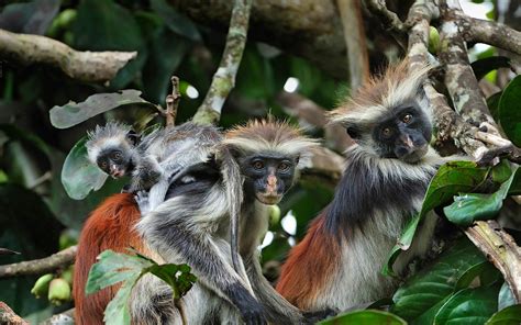 Red Colobus monkeys Zanzibar