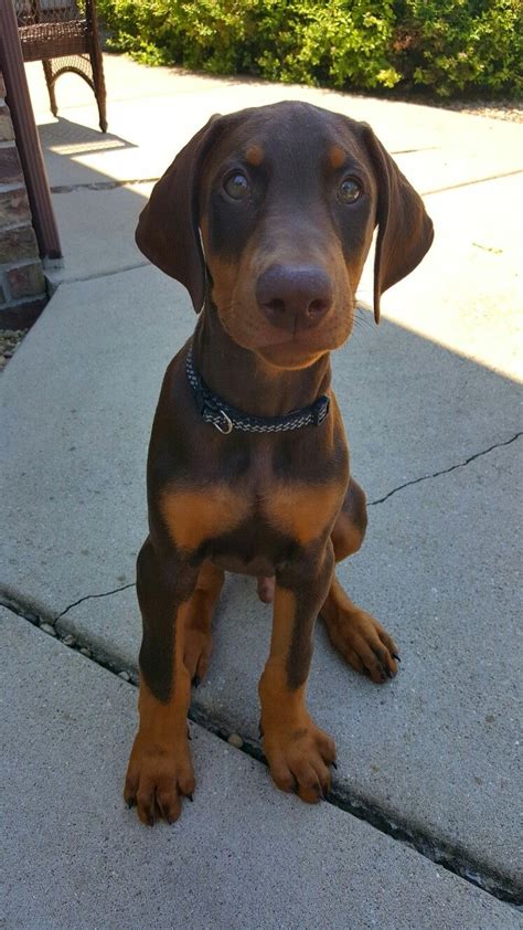True Blue Baroo™ — Cute Overload Dog breeds, Doberman puppy, Doberman