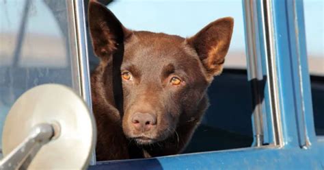 Red Dog Dies