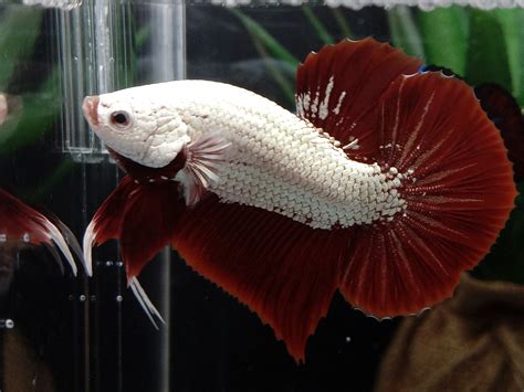 Red Dragon Betta