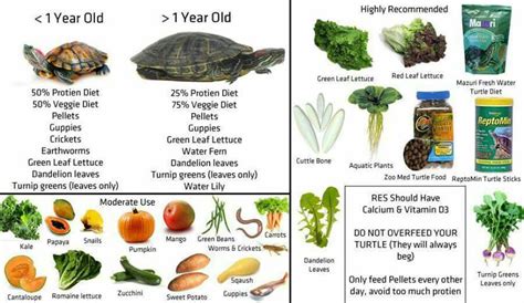 Red Eared Slider Diet Chart
