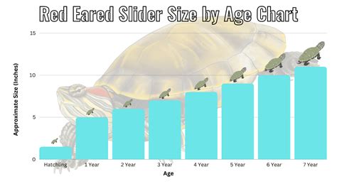 Red Eared Slider Growth Chart
