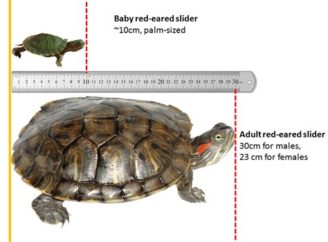 Red Eared Slider Turtle Size Chart