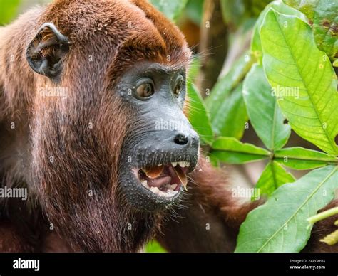 07:00 AM - Howler Monkeys Claim Their Territory