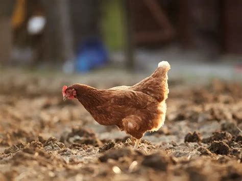 Understanding and Treating Red Inflamed Skin in Chickens